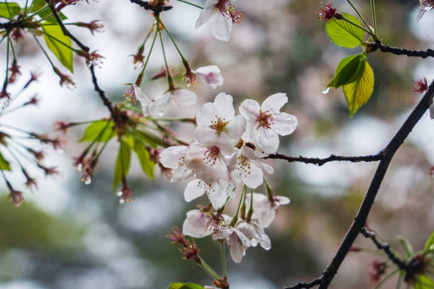 cherry blossoms wet in the rain