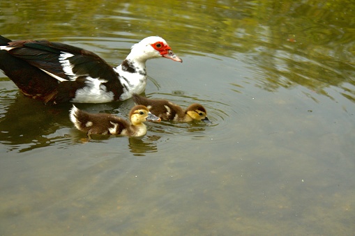 mother duck swimming with ducklings in a pond