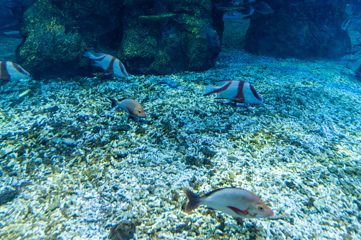 Tropical ornamental fish raised in aquariums