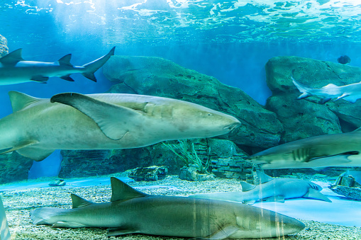 Silhouettes of sharks underwater in ocean against bright light. 3D rendered illustration.