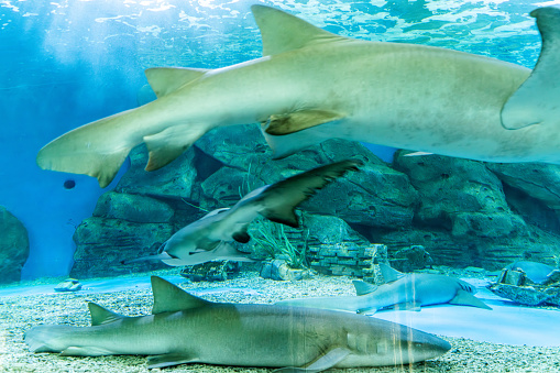Sharks raised in the aquarium