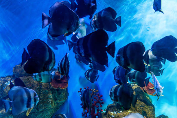 Tropical ornamental fish raised in aquariums