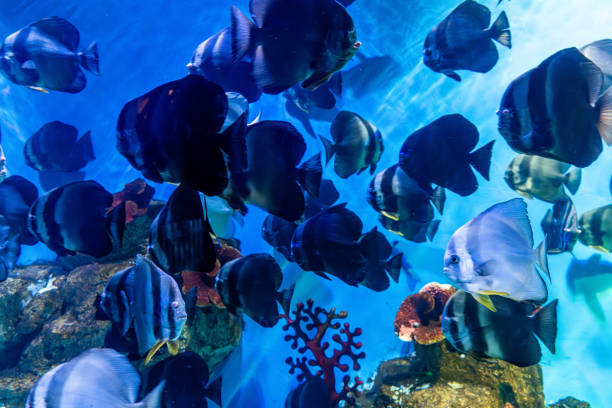 Tropical ornamental fish raised in aquariums