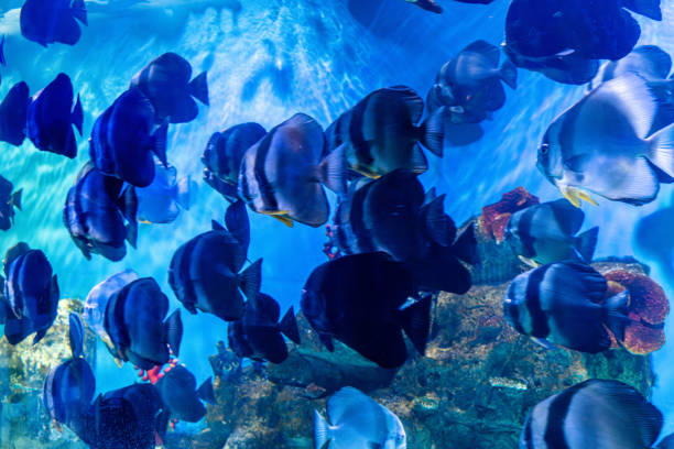 Tropical ornamental fish raised in aquariums