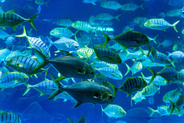 istock Tropical ornamental fish raised in aquariums 2131620189