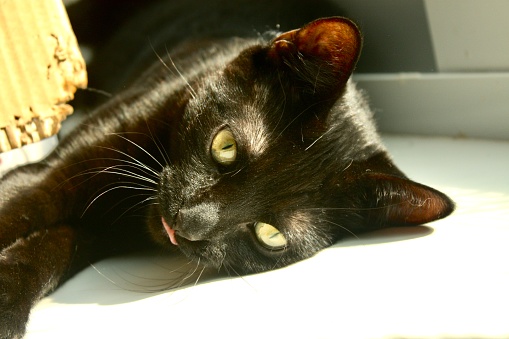 bombay black cat making a silly face