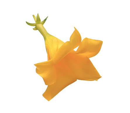Yellow elder or Trumpetbush, Trumpetflower or Yellow trumpet-flower or Yellow trumpetbush flower. Close up single yellow flower isolated on white background.