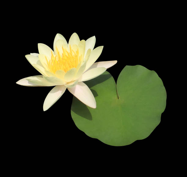 Nymphaea or Water lily of Lotus flowers. Close up yellow single lotus flower on lotus leaf isolated on black background.