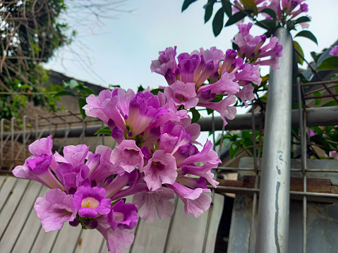 STEPHANOT, ONION FLOWERS Psedocalymna alliaceum attached to the iron fence