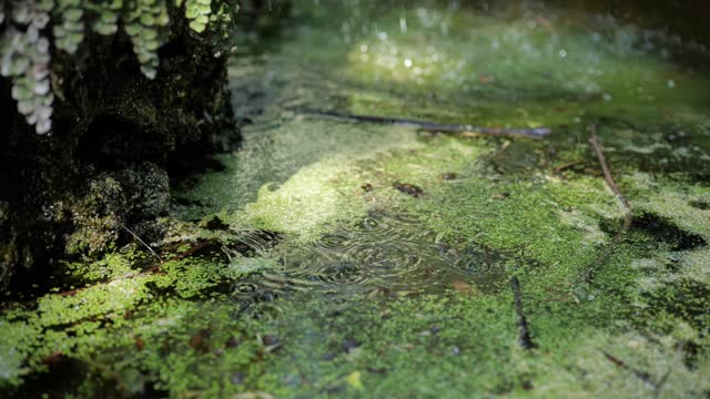 Common duckweed (Lemna Minor) on water surface with falling drops in slow-motion (180p at 30p)