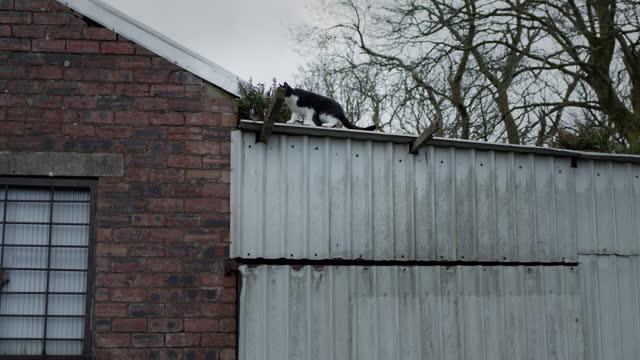 Cat on roof of house with trees behind, handheld. Cute pet animal exploring