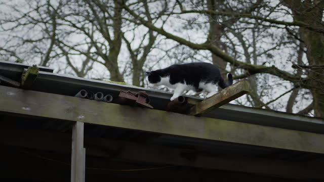 Cat on roof of shed among trees. Cute pet animal exploring