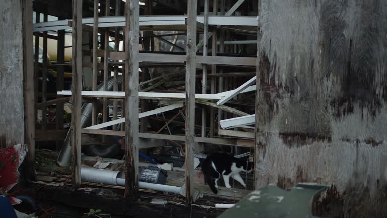 Cat walking into abandoned house. Broken forgotten house in countryside