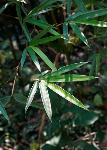 Close up photo of Pleioblastus leaves under the sunlight