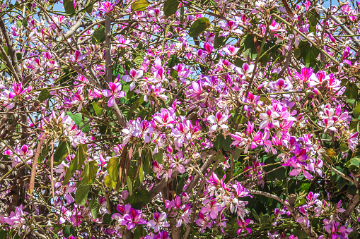 Árboles con flores blancas y rosas, árbol de duraznos o bauhinia variegata, o árbol de orquídeas