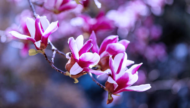 istock Vibrant Pink Magnolia Blossoms 2131721446