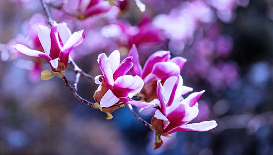 Vibrant pink magnolia blossoms with dark background, showcasing the beauty of spring