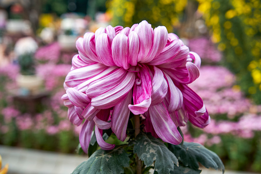 Close-up of large delicate blooming chrysanthemum flowers