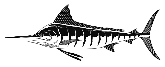 Vector of Marlin Fish Hand Drawn Illustration in Black and White