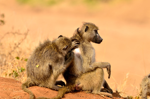 Baboons grooming, Kruger National Park.