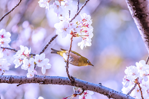 A small bird perched amidst cherry blossoms, with a soft-focus background enhancing the serene springtime scene