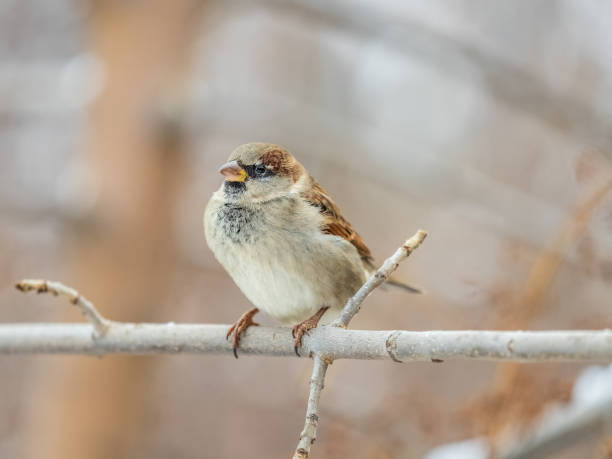 istock Sparrow sits on a branch without leaves. 2131753242