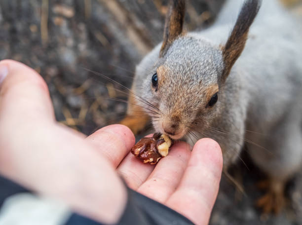 istock A squirrel in the autumn eats nuts from a human hand. Eurasian red squirrel, Sciurus vulgaris 2131760426