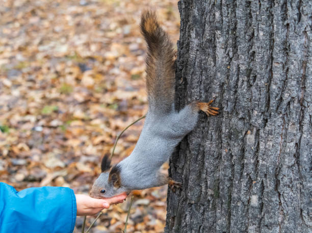 istock A squirrel in the autumn eats nuts from a human hand. Eurasian red squirrel, Sciurus vulgaris 2131760938
