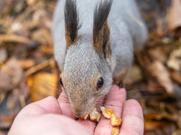 istock A squirrel in the autumn eats nuts from a human hand. Eurasian red squirrel, Sciurus vulgaris 2131761462