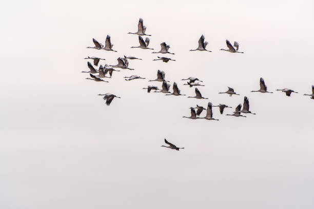 istock Flying cranes flock against blue sky 2131762485