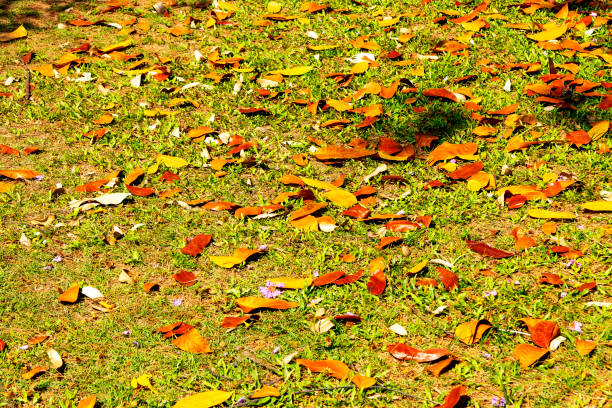 Leaves dry in autumn beautiful with bright colorful. at national park Hatwana Korn Thailand