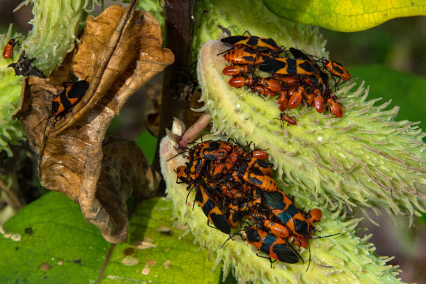 istock Indiana Dunes NP - Milkweed Bugs 2131767581