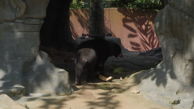 Malayan sun bear walks in its zoo enclosure, showcasing its natural grace and charm. Ideal for wildlife enthusiasts and educational content.