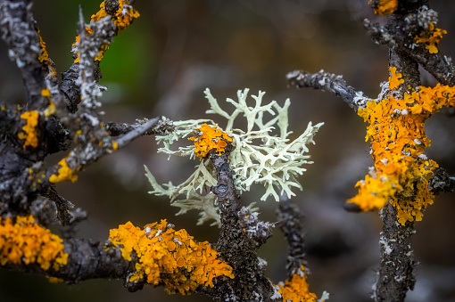 Close-up of lichen on a tree branch with blurred background.