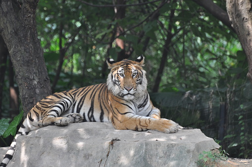 Malayan tiger (Panthera tigris) lying on the ground with blurred stones in background.