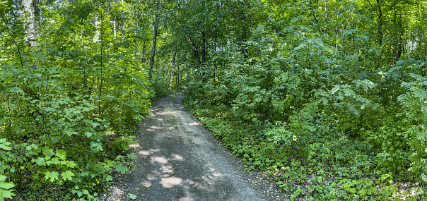 dirt road passing through dense forest. trees with lush foliage. panoramic view.