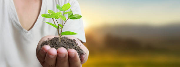 istock Hand plant trees for sustainability 2131795138