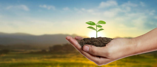istock Hand plant trees for sustainability 2131795143