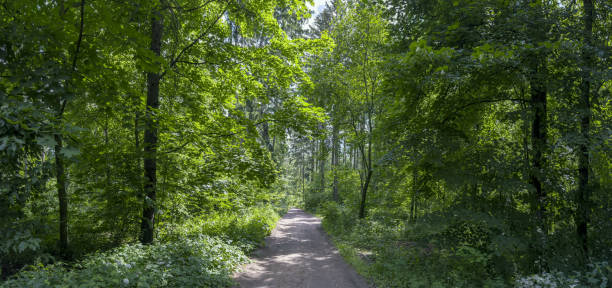 istock narrow dirt road through summer forest. trees with lush foliage lit by sunlight. 2131795146