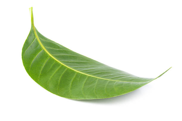 Marian plum leaves isolated on white background