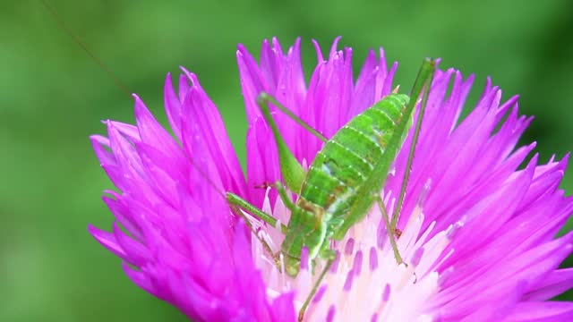 green grasshopper eating nectar from a flower cornflower summer day close-up