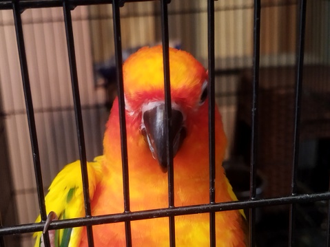 Parrot Starring
