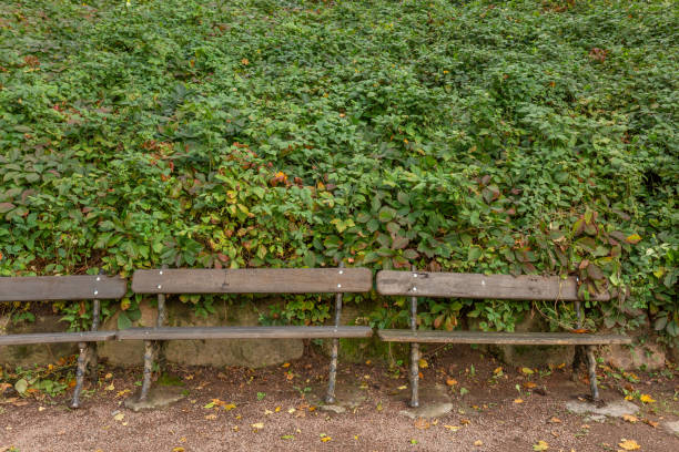 Wild grapes and benches in the park