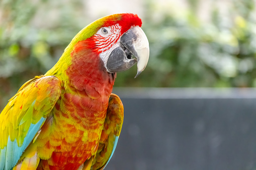 close-up of a scarlet macaw  (ara macao) on a branch