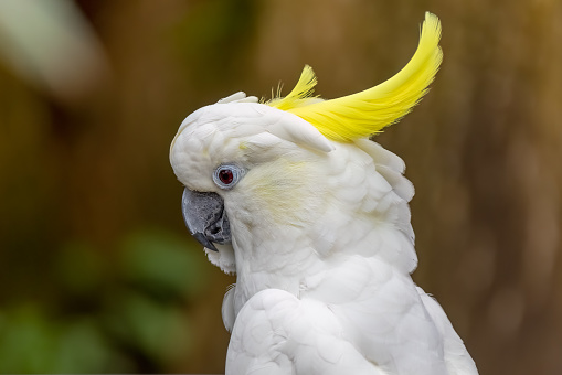 Close up to a Yellow-crested cockatoo a medium-sized cockatoo with white plumage, bluish-white bare orbital skin, grey feet, a black bill, and a retractile yellow or orange crest