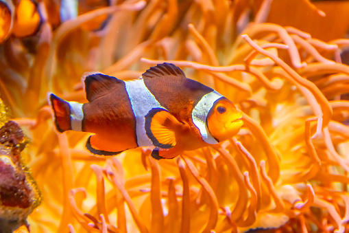 An orange clownfish or percula clownfish and clown anemonefish that lives in association with sea anemones.
