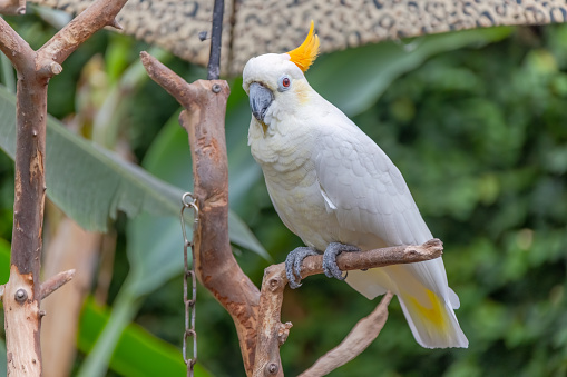 Lesser sulphur-crested cockatoo a medium-sized cockatoo with white plumage, bluish-white bare orbital skin, grey feet, a black bill, and a retractile yellow or orange crest