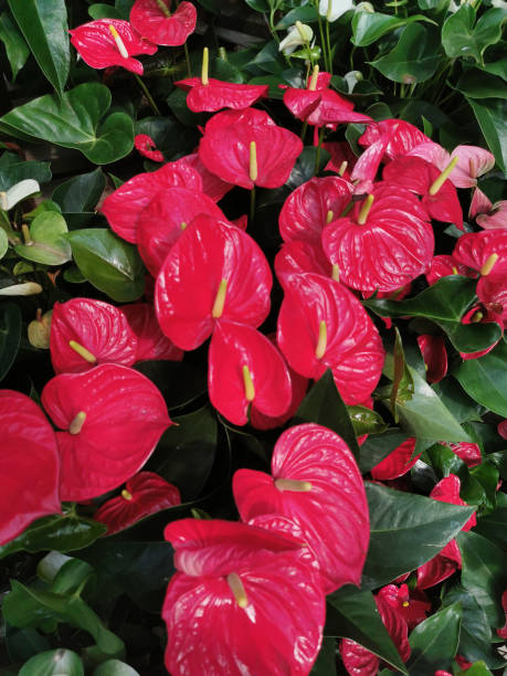 istock red anturie flowers texture 2131898245