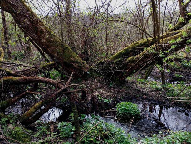 istock A large old tree near a forest stream is covered with green thick moss. A huge old tree split into two trunks on the bank of a forest stream. 2131919660