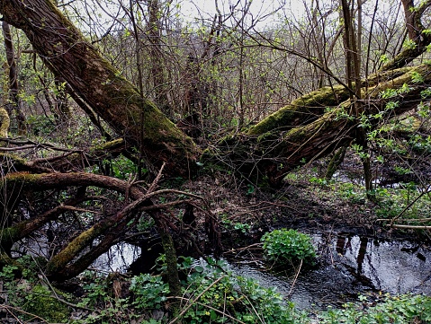 A large old tree near a forest stream is covered with green thick moss. A huge old tree split into two trunks on the bank of a forest stream.